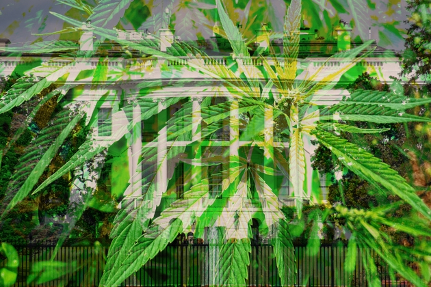 White House and Biden Administration Politics and Policy - Legalize Marijuana