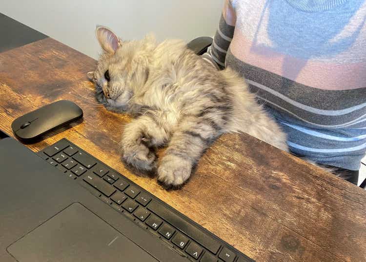 A cat Sleeping while their owner works from home