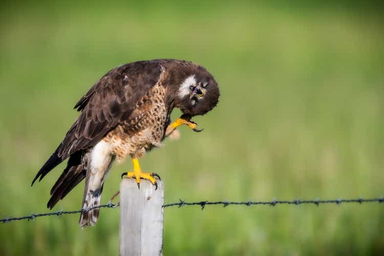 Beautiful shot of a hawk sitting on a wooden post and scratching its ear
