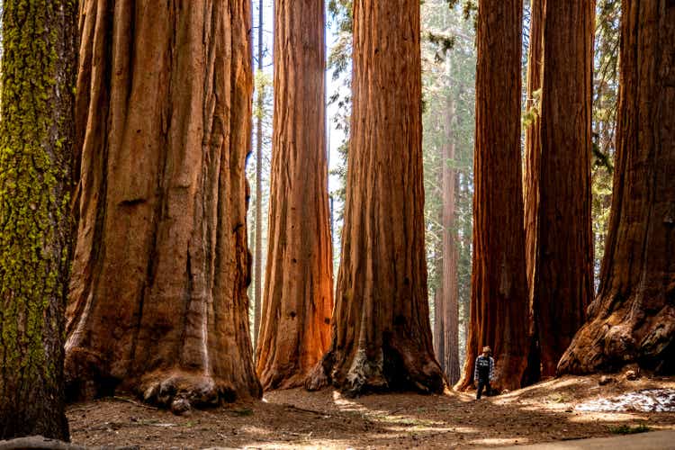 Standing Amongst the Sequoias