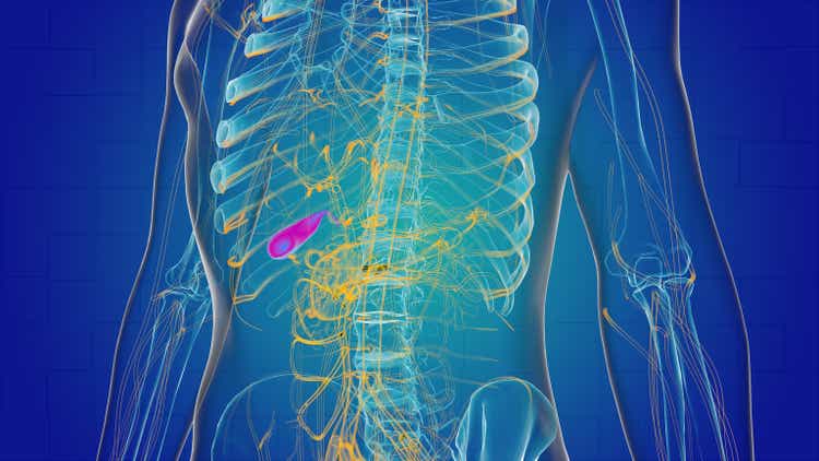 Human gall bladder for medical concept 3D illustration