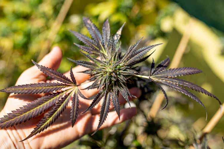 female hand grabbed a bush of Medical Marijuana with flower bud sites Cannabis cultivation