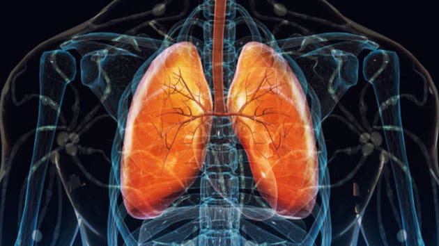 Human Respiratory System