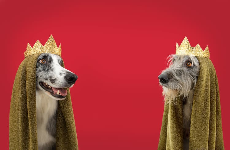 Banner carnival, new year"s eve or three wise men dog dressed as a king. Isolated on red, magenta background
