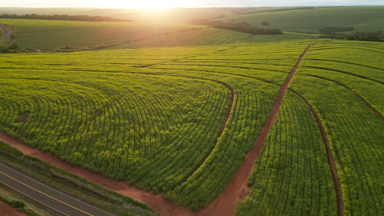 Aerial plantation sugar cane