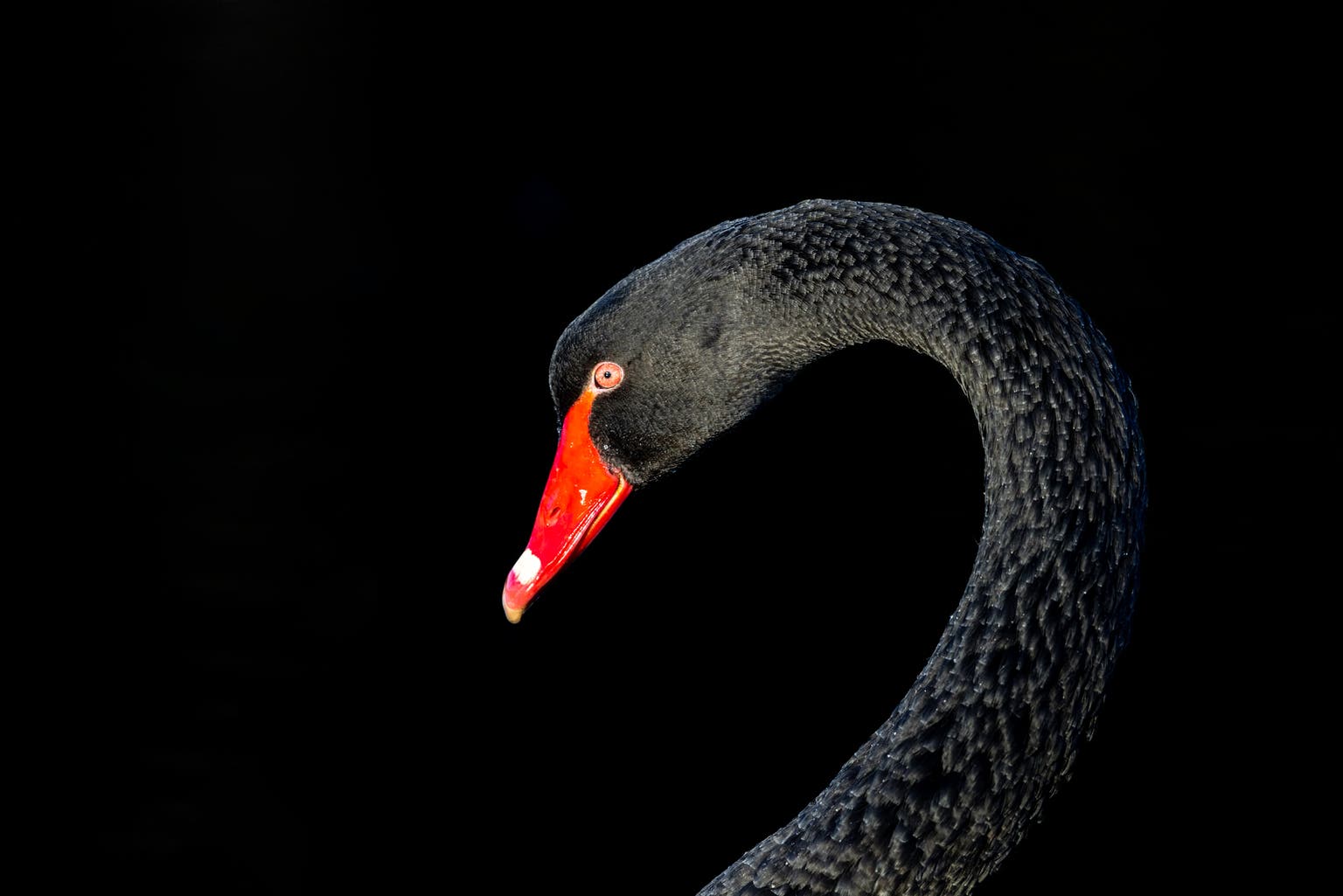 An Emerging Black Swan That Could Crush High Yield And Tech Stocks