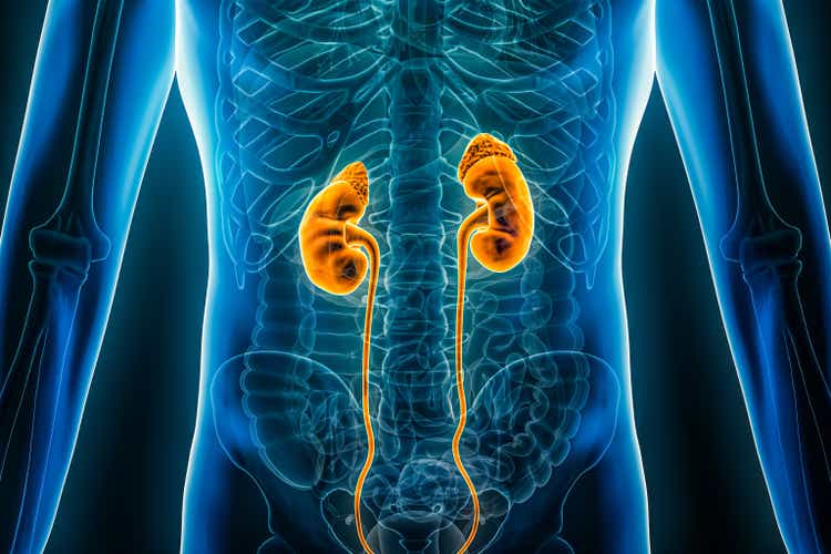 Anterior or front xray view of the kidneys and the ureter 3D rendering illustration with male body contours. Human anatomy, medical, biology, science, healthcare concepts.