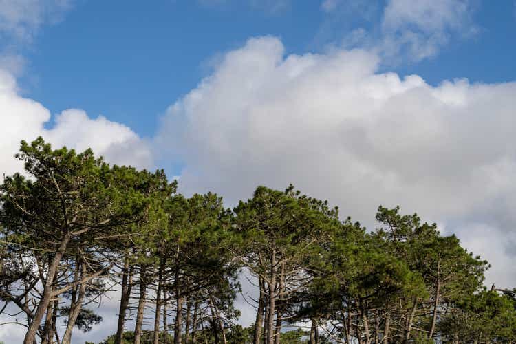 Tall trees with green foliage standing against the blue cloudy sky during the daytime