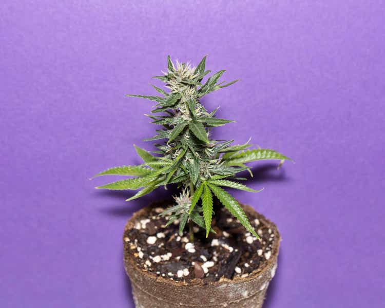 Closeup shot of a fresh cannabis plant in a flowerpot against a purple background