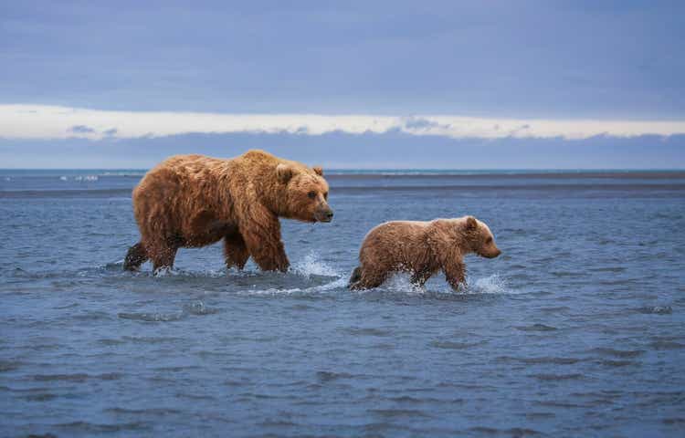 Schöne Aufnahme einer Grizzlybärenmutter und ihres Jungen, die in einem flachen See spazieren gehen