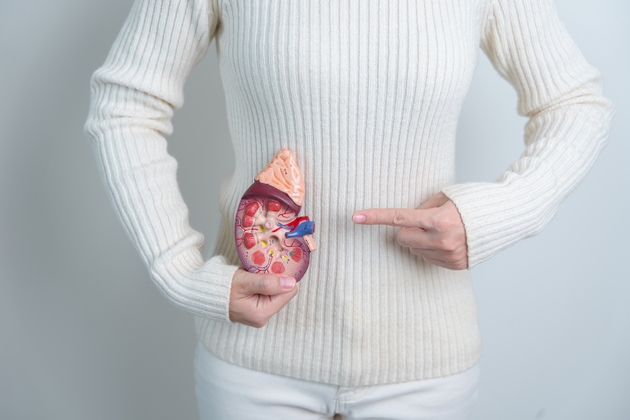woman holding Anatomical human kidney Adrenal gland model. disease of Urinary system and Stones, Cancer, world kidney day, Chronic kidney and Organ Donor Day concept