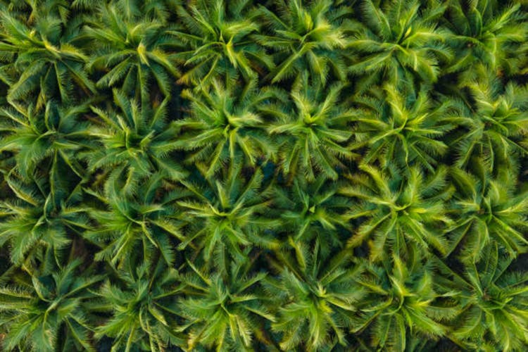 Aerial view of Coconut palm trees farm in Thailand.