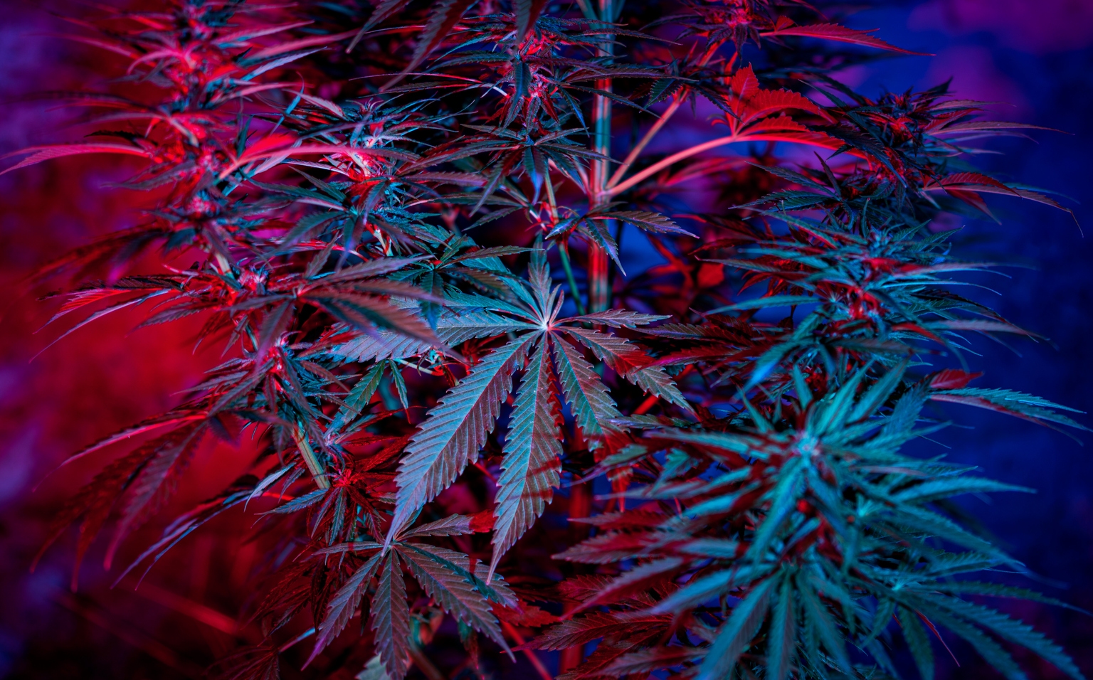 Trulieve Cannabis Stock: Flush With Cash And Hope For 2024 (OTCMKTS:TCNNF)
