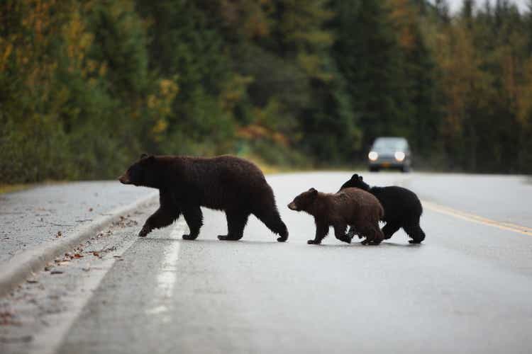 Black bear with Cubs crossing the road