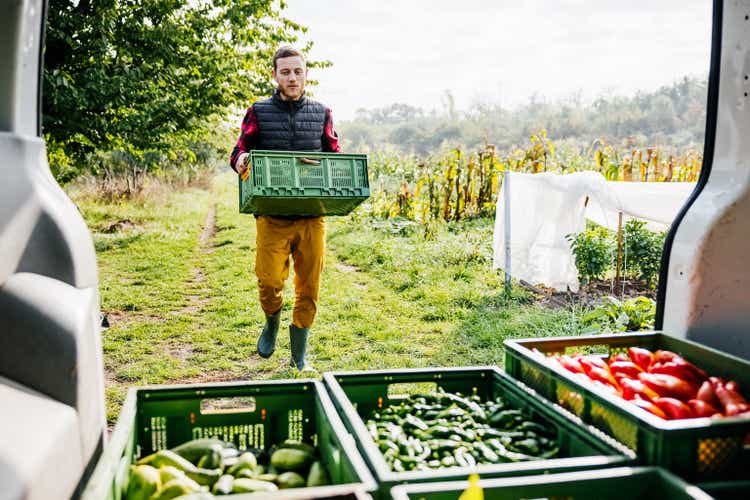 Farmer loading a pickup truck with freshly harvested vegetables