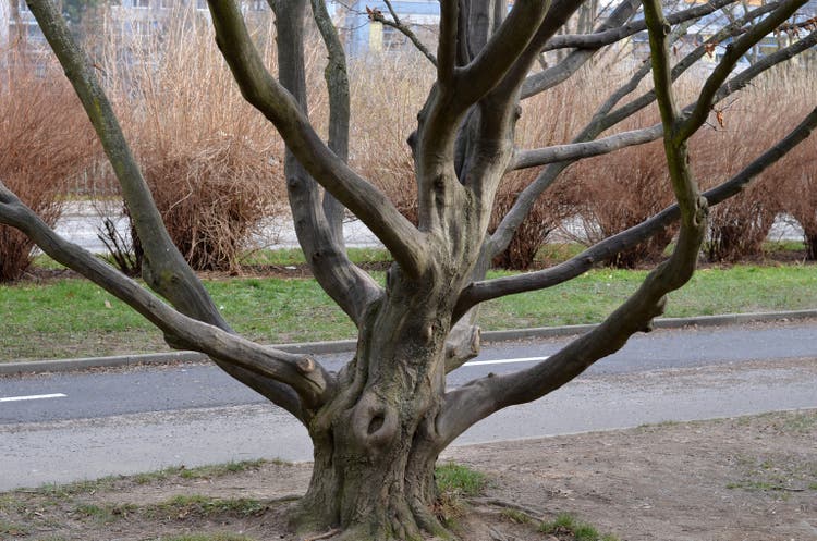 sprawling oad land branched old hornbeam in the park. it has smooth muscular branches and tough wood