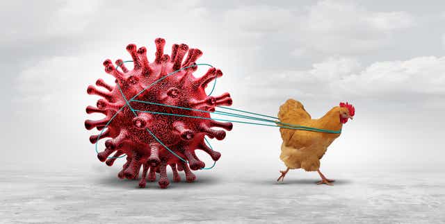 A chicken tied to a virus, running as if pulling a chariot