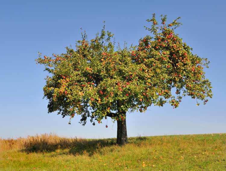 Apple tree fully laden with ripe apples