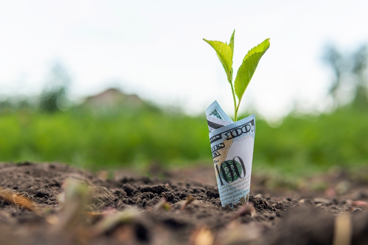 El billete de 100 dólares está plantado en el suelo.  El concepto de rentabilidad de la agricultura, la producción de cultivos y los productos ambientales.  Producción rentable de cultivos