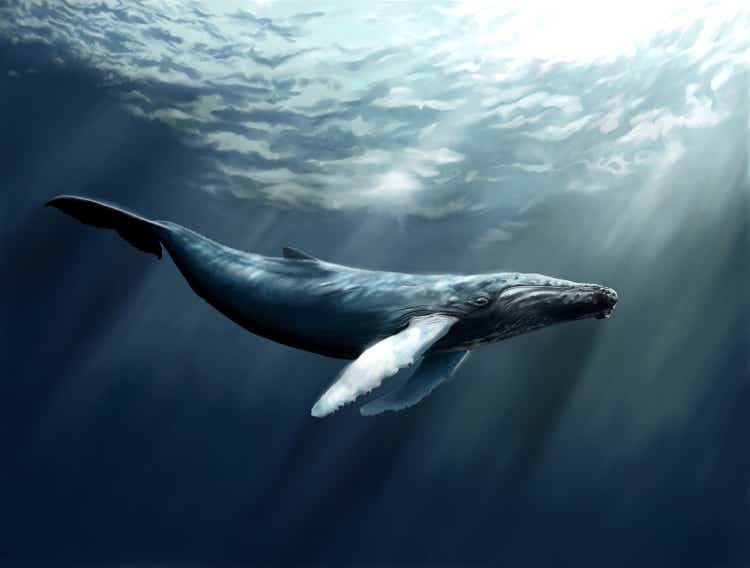 Humpback Whale