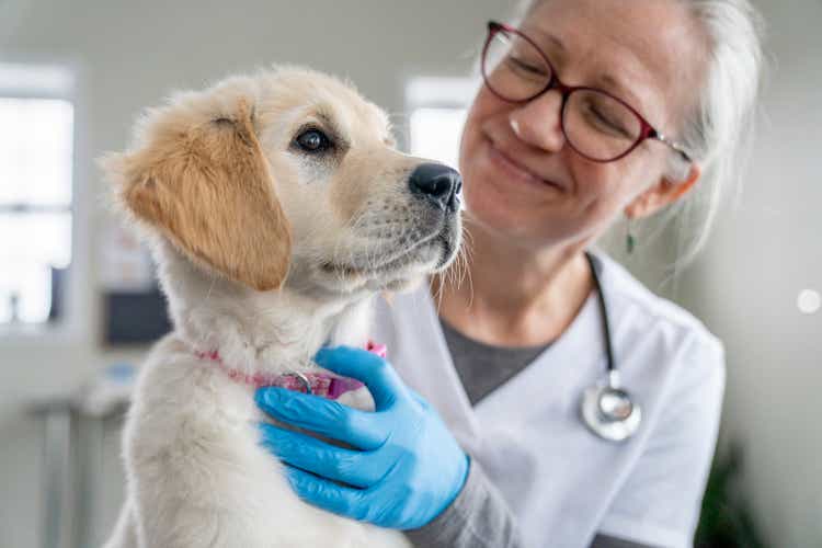 Puppy on a Veterinarian