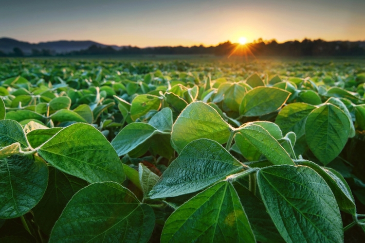 Soy field in early morning Soy agriculture
