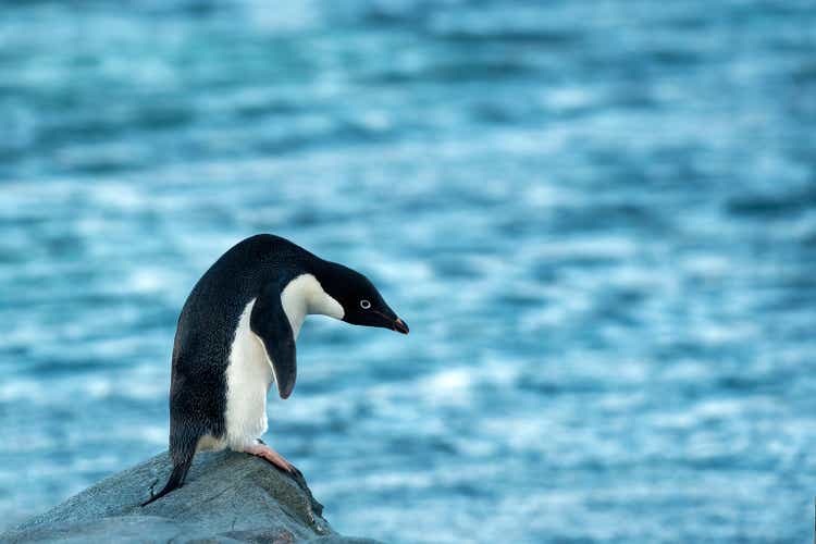 adelia penguins (Pygoscelis adeliae ) portrait in Antarctica