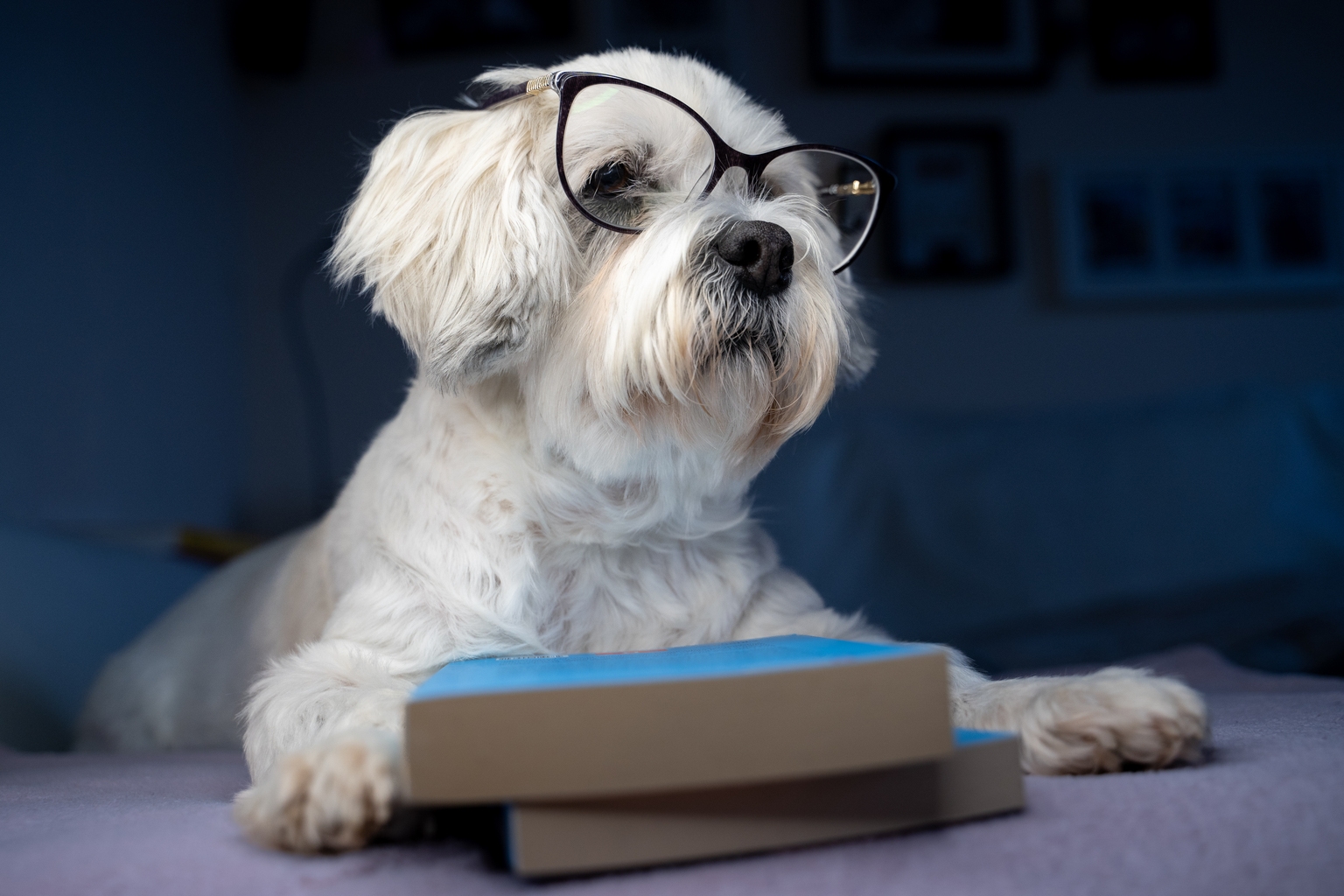 Readers Nab 10 Ideal ‘Safer’ Dividend Dogs In April
