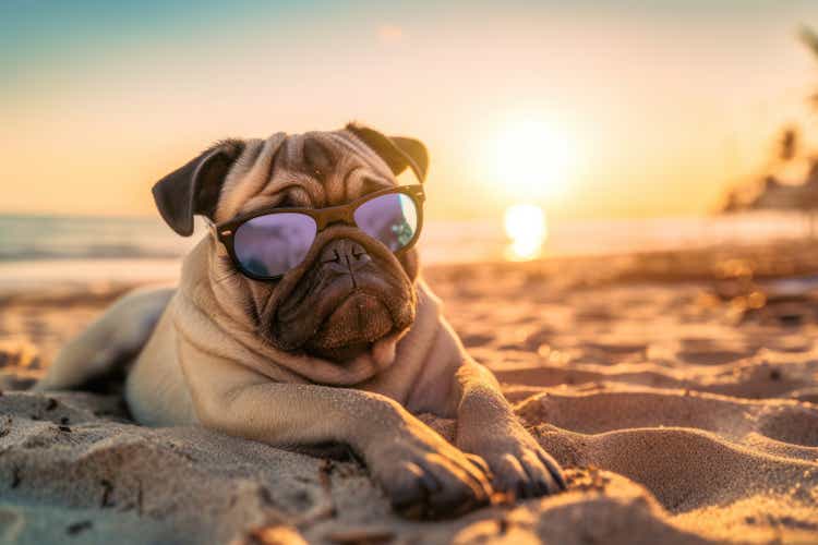 Cute dog on vacation wearing sunglasses