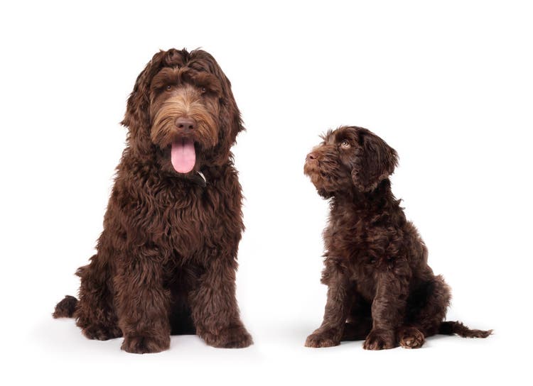 Puppy growth stage visualization or comparison.