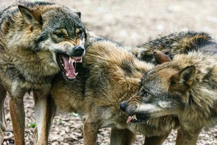 Fighting wolves