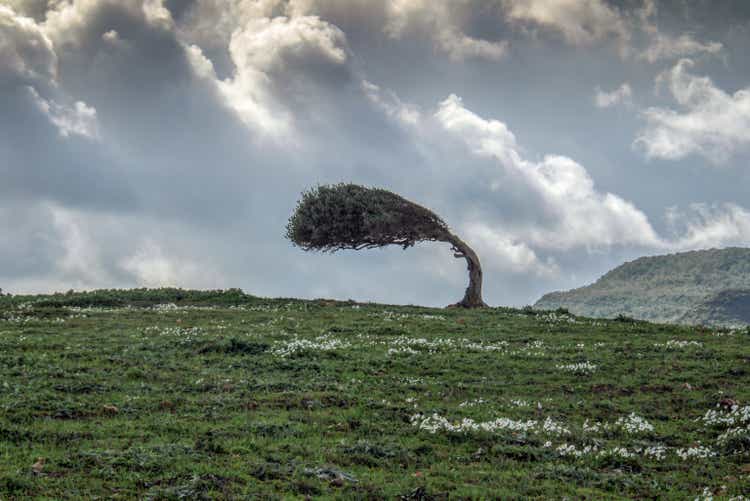 Ein Baum, der von der Kraft des Windes gebogen wurde