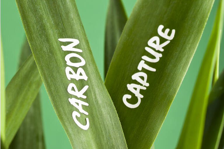 Carbon Erfassung (Worte auf pflanzlicher