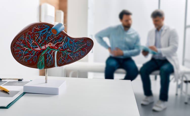Liver anatomical model on doctor"s table during hepatologist consultation for patient with side pain in background. Treatment liver diseases in medicine, conceptual image