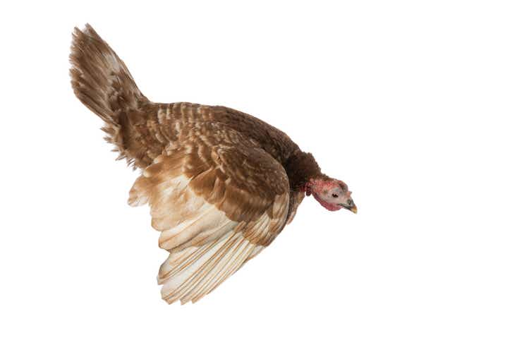 turkey brown in flight isolated on white