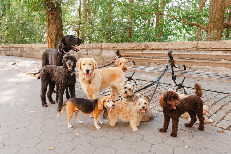Dogs on lead tied up in New York