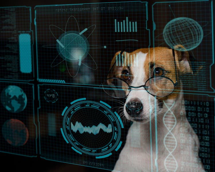Dog jack russell terrier in eyeglasses looks at hud menu.