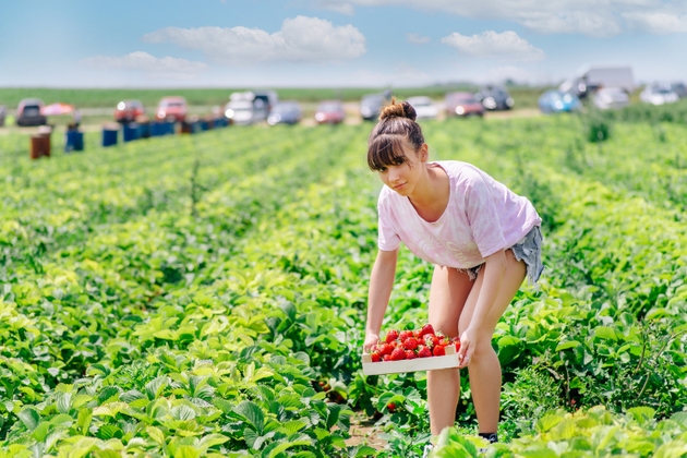 Strawberry field on fruit farm.Girl picking strawberries in field.Fresh ripe organic strawberry in basket,berry plantation.fresh red strawberries in wooden baskets on organic strawberry farm.