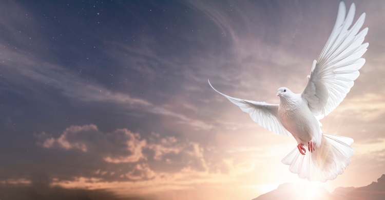 Free flight wing of one white pigeon on the background of wide sky at sunset.Symbol of International Day of Peace, Holy Spirit of God in Christian Heaven Concept