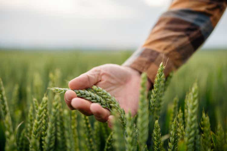 Unrecognizable male farmer touching his wheat crop.