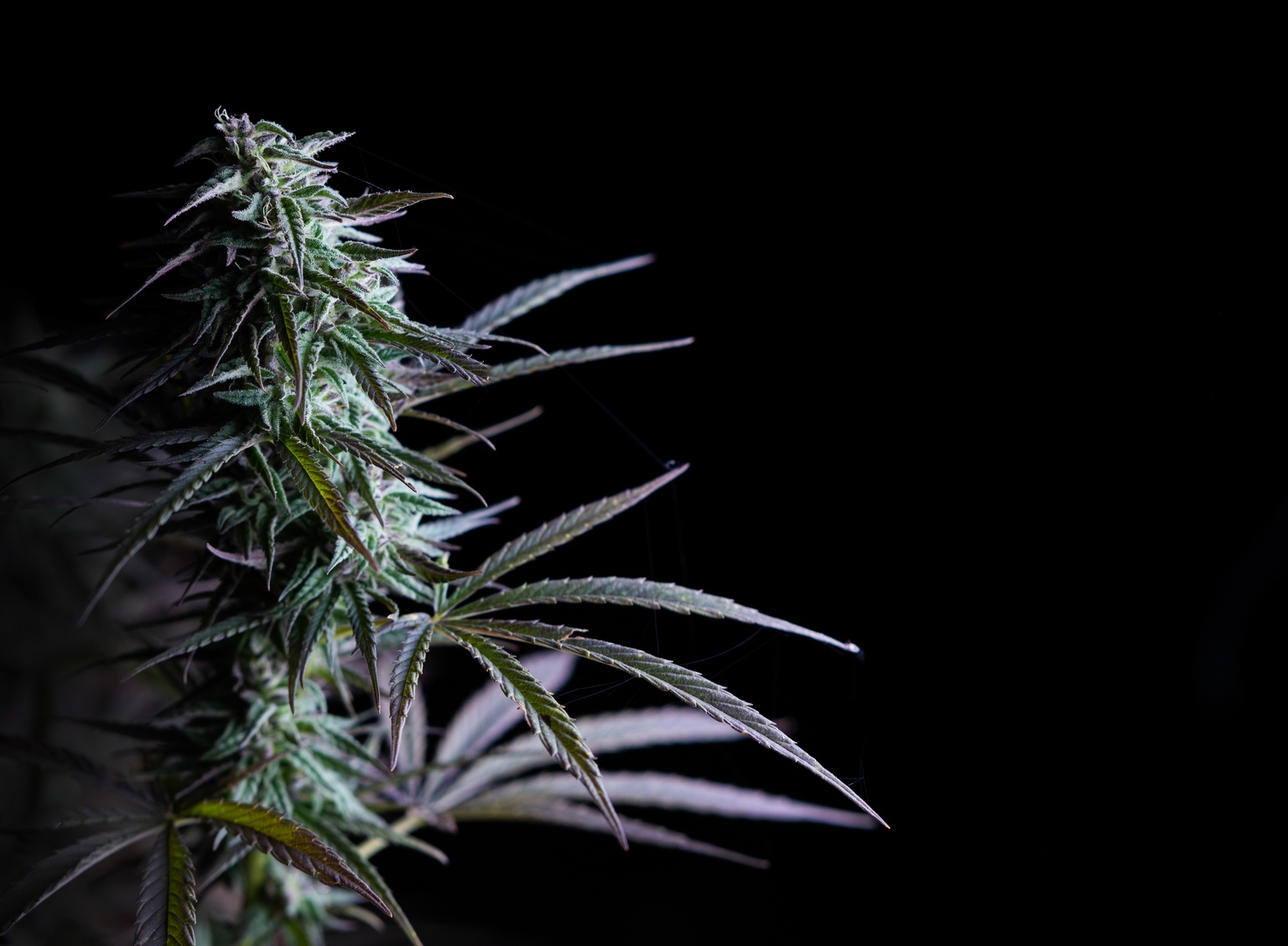 Marijuana dark web