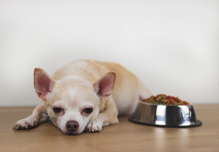 brown Chihuahua dog lying down by the bowl of dog food and ignoring it. Sad or sick chihuahua dot get bored of food. pet