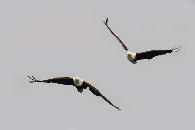 African Fish-Eagle, haliaeetus vocifer, Adults in flight, Chobe Park, Okavango Delta in Botswana