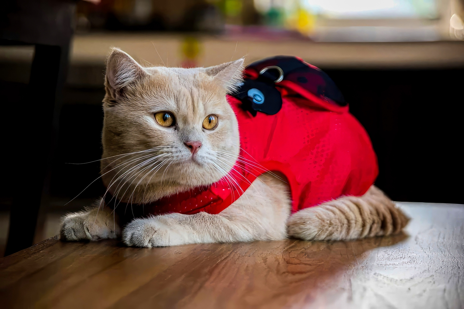 Red Cat: A Guidance Cut Should Be Coming, And The Stock Already Knows