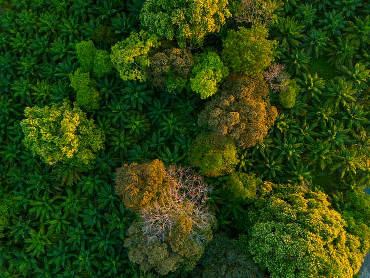 Lush trees in a jungle in Costa Rica