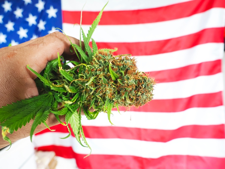 marijuana cbd thc. Hand holding a cannabis bud on the background of the flag of the United States of America. Legal Marijuana cultivation in the USA.