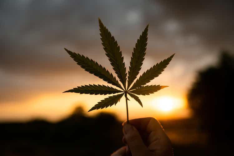 Marijuana cannabis leaf against the backdrop of the setting sun