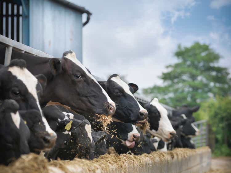 Friesen cows feeding from trough on dairy farm