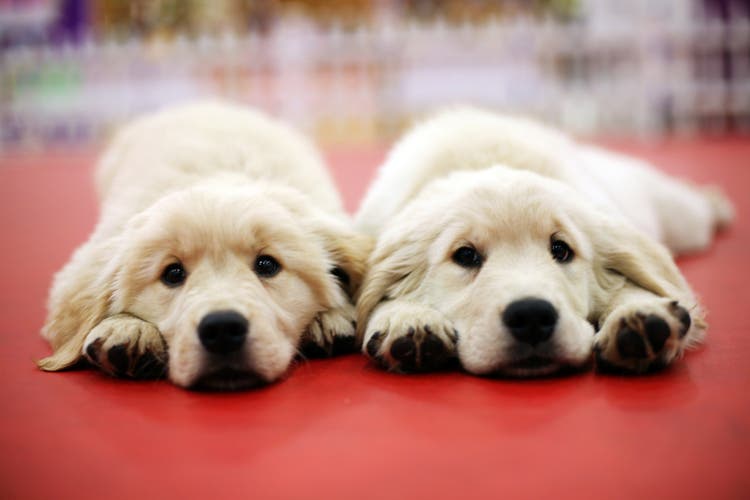 Brothers and two dogs