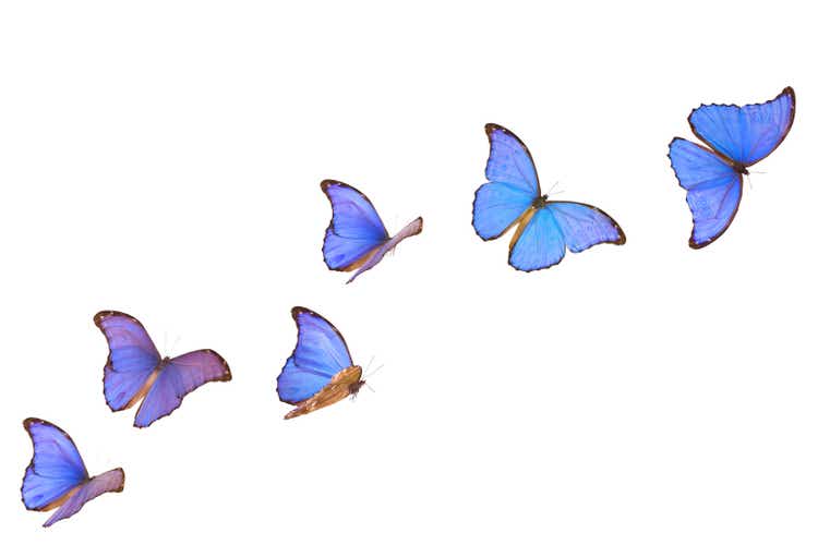 Blue Morpho Butterfly Banner